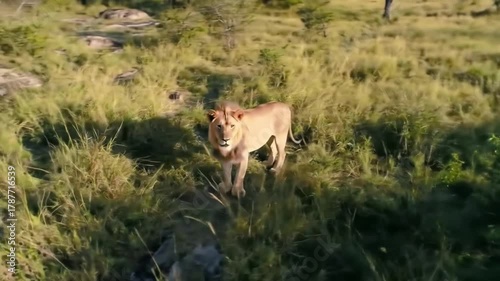 Majestic male lion stands alert in sunlit savanna grass, surveying his territory.