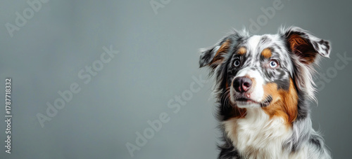Australian shepherd dog with blue eyes and multicolored fur looking alert in front of a gray studio background Generative AI
