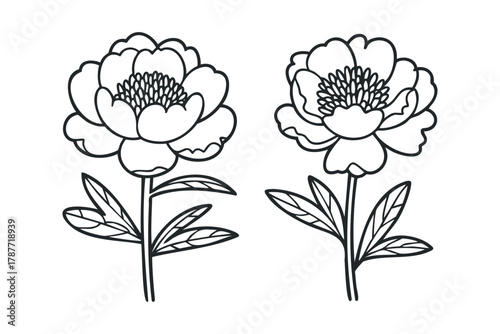Outline of two peony flowers with stems and leaves
