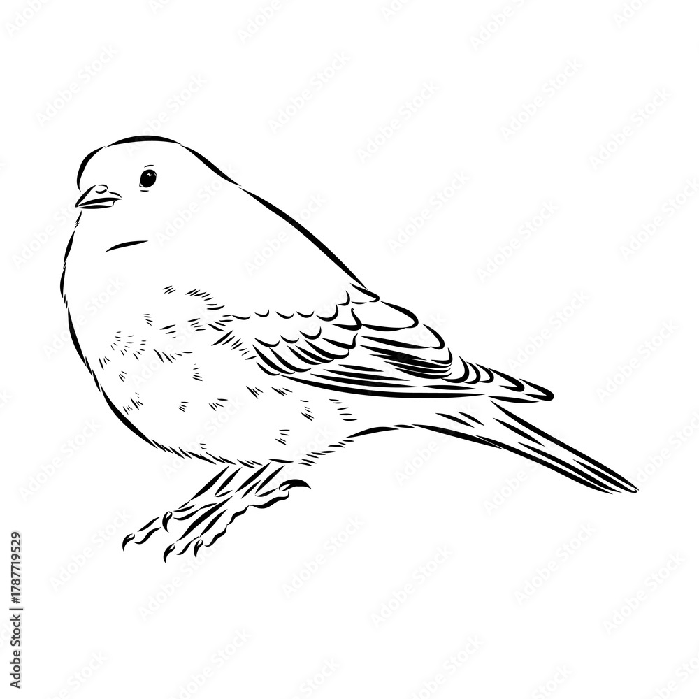Obraz premium alpine accentor, bird, vector sketch