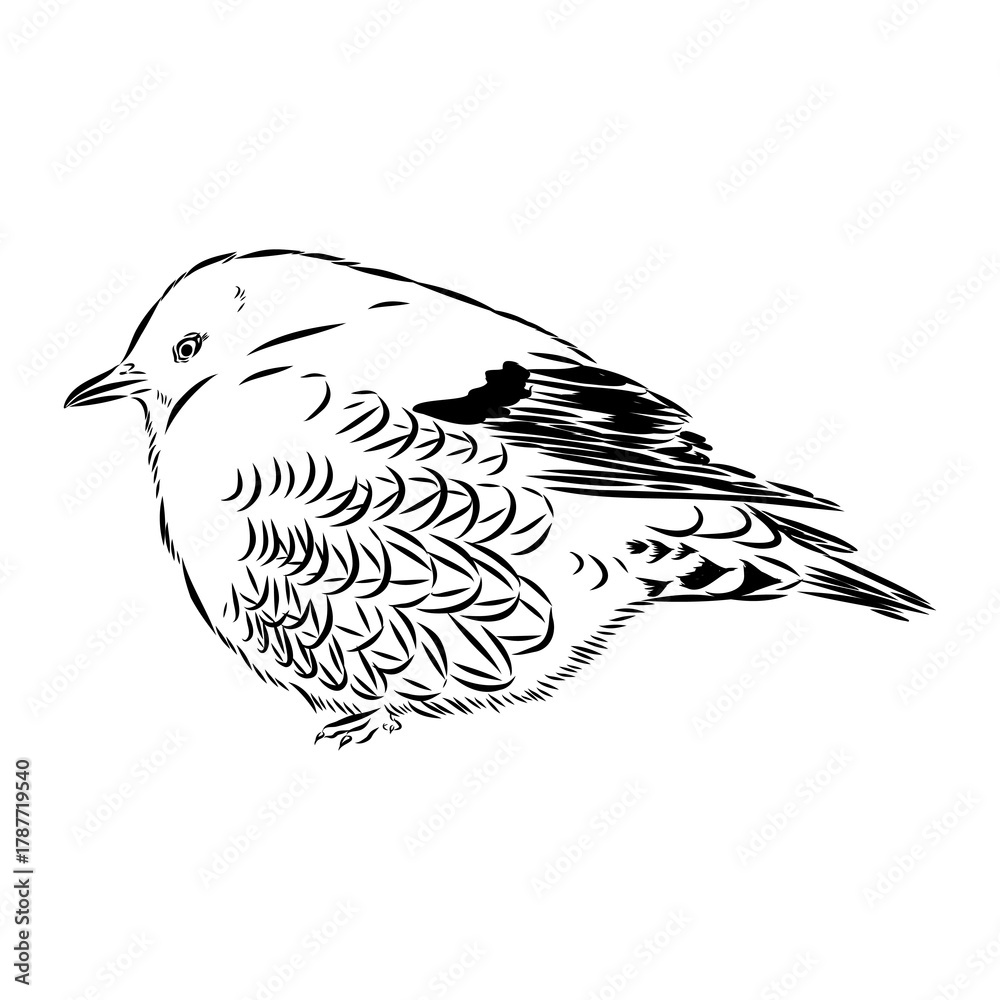 Obraz premium alpine accentor, bird, vector sketch