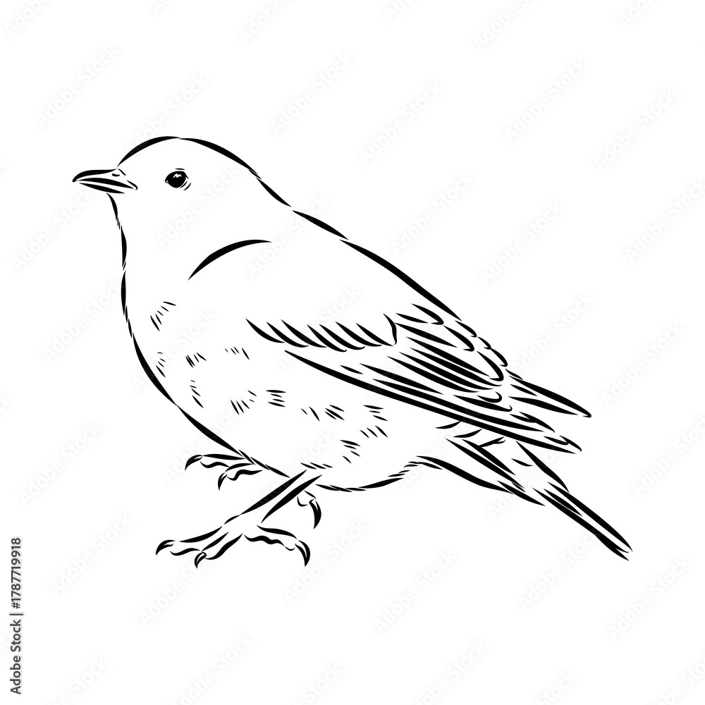 Obraz premium alpine accentor, bird, vector sketch