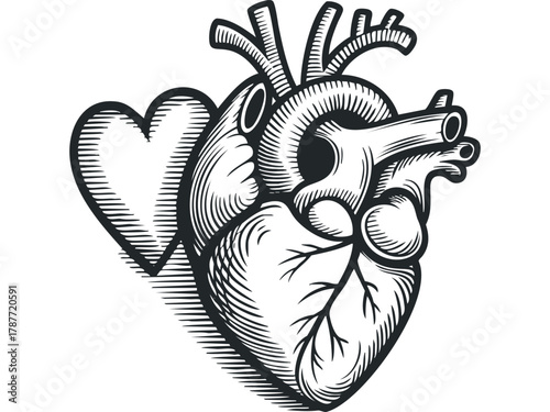 Anatomical Heart With A Heart Shape