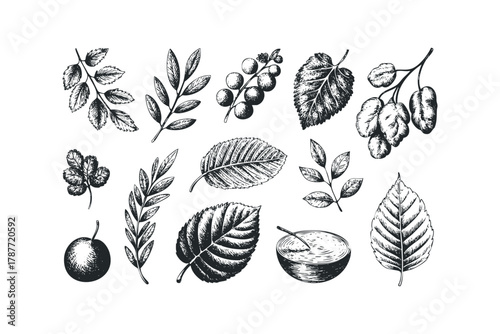 Vintage botanical sketch collection of leaves and fruit
