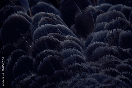 A close-up background photo of a black swan's plumage