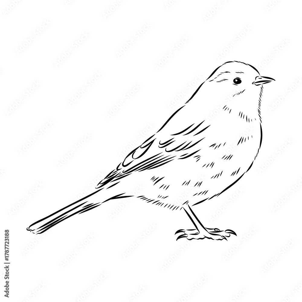 Obraz premium alpine accentor, bird, vector sketch