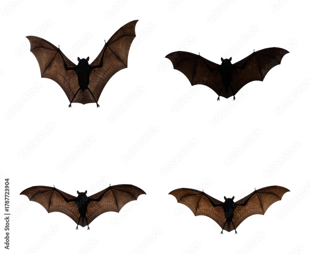 Fototapeta premium Bats in Flight: Beautiful Dark Creatures Gracefully Gliding at Night, Isolated on Transparent Background