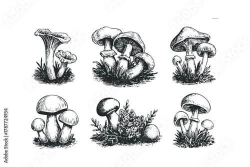 Six black and white drawings of wild mushrooms
