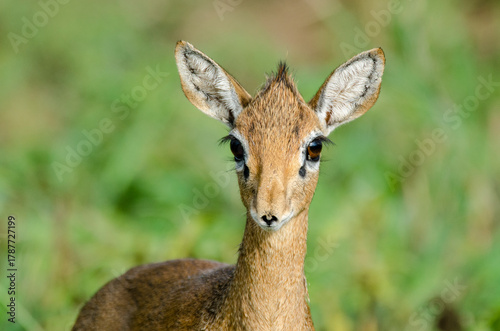 Dik-dik de Kirk