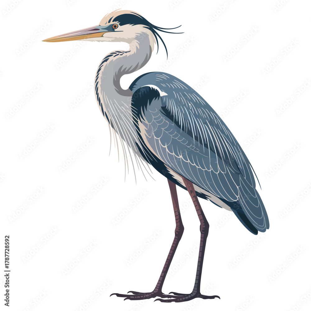 Obraz premium great blue heron