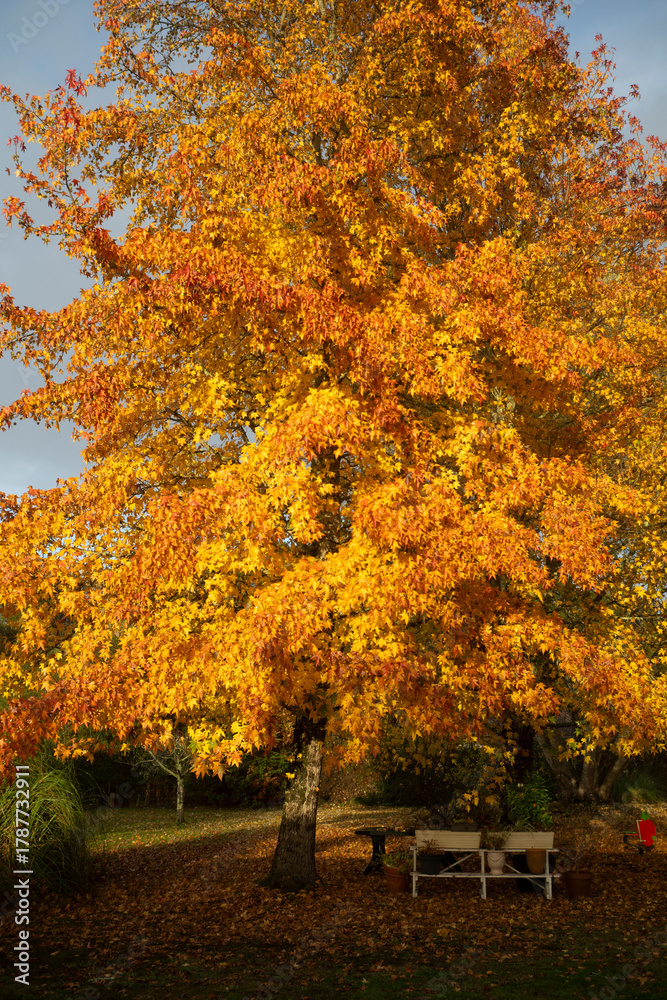 Naklejka premium Liquidambar