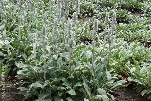 Spikes of flowers of Stachys byzantina in mid June
