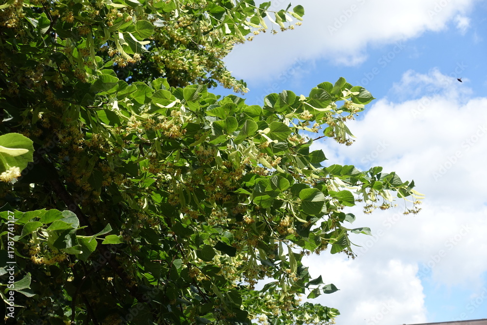 Fototapeta premium Multitudinous flowers of linden tree against the sky in mid June