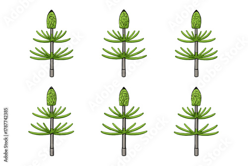 Repetitive pattern of Equisetum plant reproductive stem with spore cone