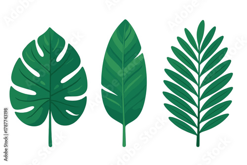 Three distinct tropical plant leaves including monstera and palm frond