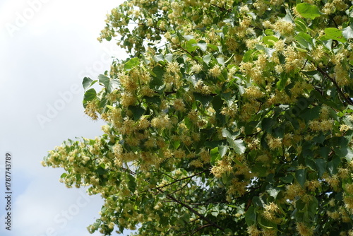 Numberless flowers of linden tree in June