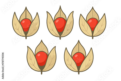 Seamless pattern of Chinese lantern fruit with red berry inside papery husk