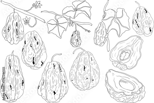Chayote, Mexican cucumber vector line illustration isolated on white background. Organic healthy nutrient super food vegan ingredient	