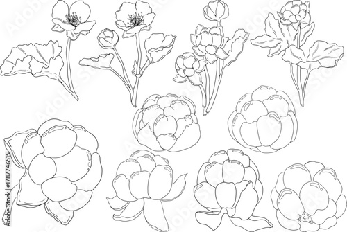 Cloudberry vector, line drawing. Organic berry superfood. Hand drawn icon for label, poster, packaging design or coloring pages	