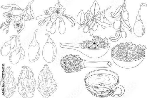 Hand drawn Goji berries. Engraving vector illustration isolated on white background. Superfood berry element for label, poster, coloring pages	