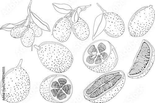 Kumquat, golden mandarin orange citrus fruits. Hand drawn outline elements. Illustration for menu, drinks, package	