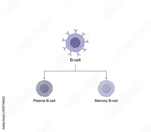B-cell leukocytes. Plasma cell and memory B cell. b cell differentiation, antigen stimulation of surface receptor, plasma cell producing monoclonal antibodies. Vector illustration.