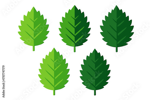 Five stylized mint leaves showing various shades of fresh green color