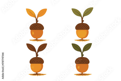 Four sprouting acorns display changing leaf colors and growth stages