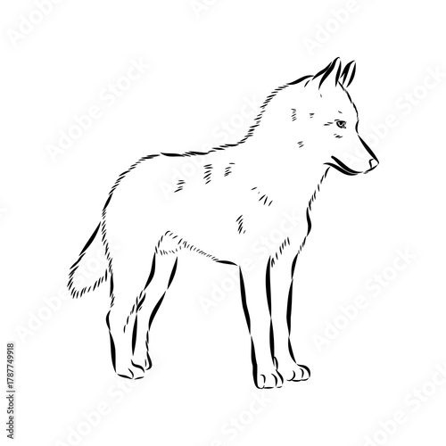 Greenland dog, husky, vector sketch