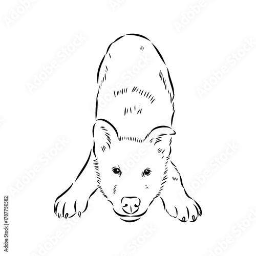 Greenland dog, husky, vector sketch