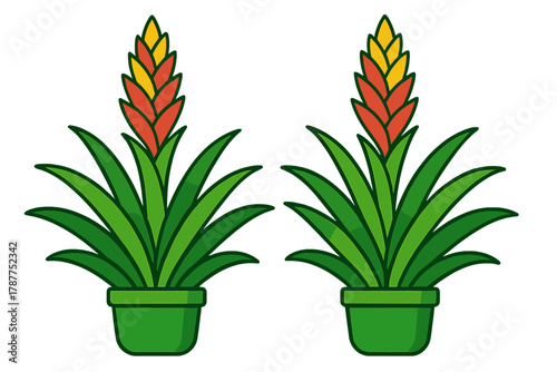 Two potted bromeliad plants with colorful tropical flower spikes