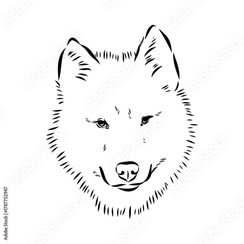 Greenland dog, husky, vector sketch