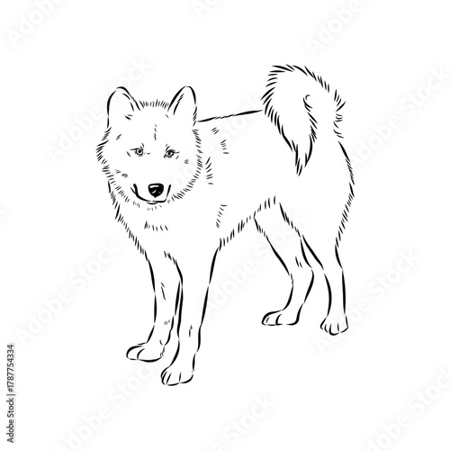 Greenland dog, husky, vector sketch