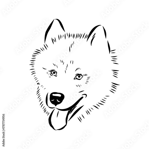 Greenland dog, husky, vector sketch