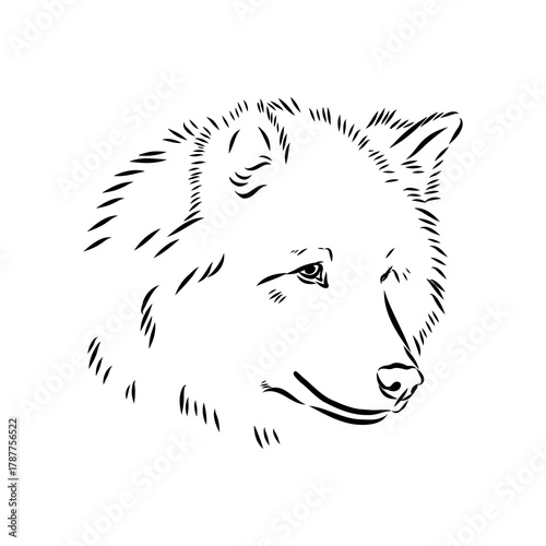 Greenland dog, husky, vector sketch