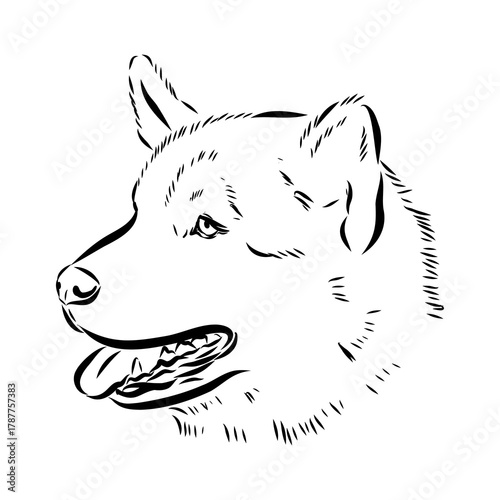 Greenland dog, husky, vector sketch