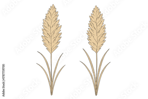 Outline Style Pampas Grass Plumes with Detailed Leaves