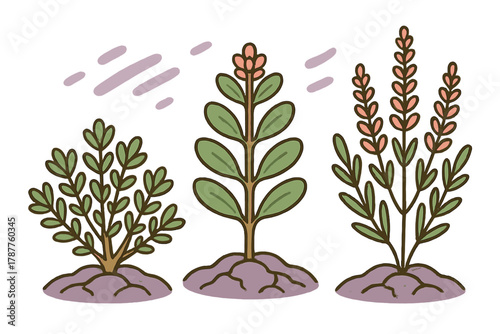 Three stages of plant growth featuring green leaves and developing pink buds