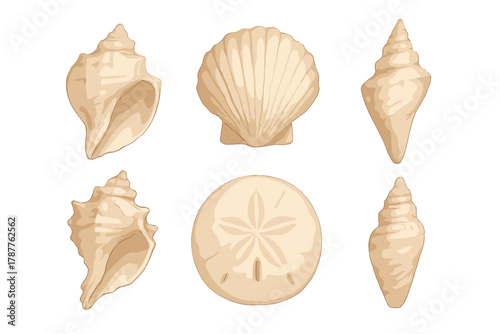 Beige seashells and sand dollar isolated on clean white background