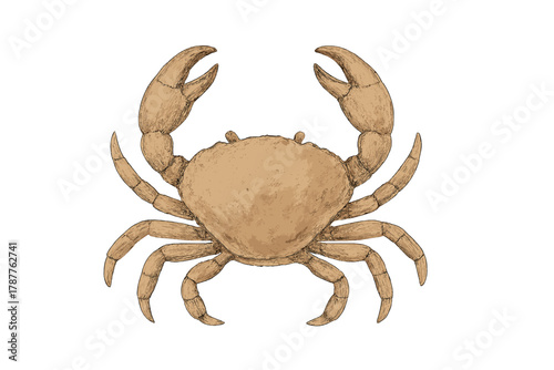 Realistic brown crab viewed from above isolated on white background
