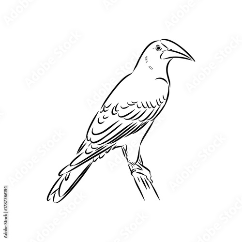 oropendola, wild bird, vector sketch