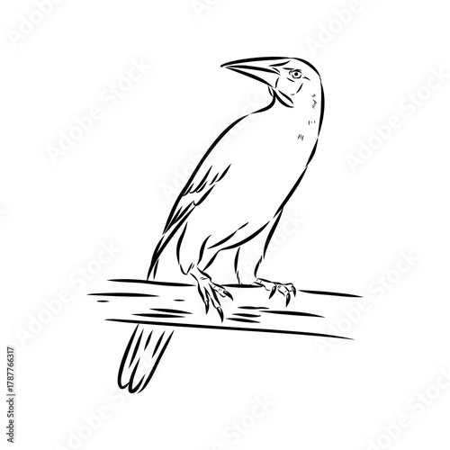 oropendola, wild bird, vector sketch