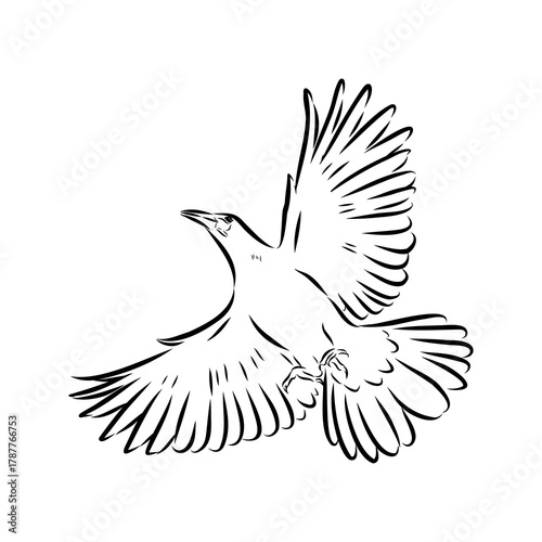oropendola, wild bird, vector sketch