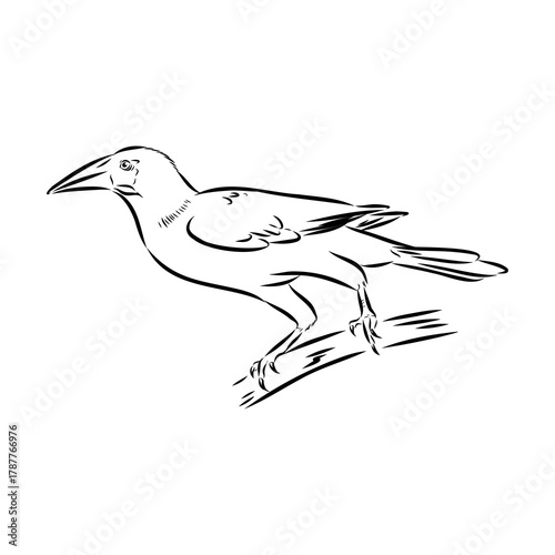 oropendola, wild bird, vector sketch