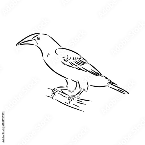 oropendola, wild bird, vector sketch