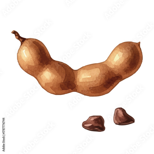 Watercolor-style tamarind illustration