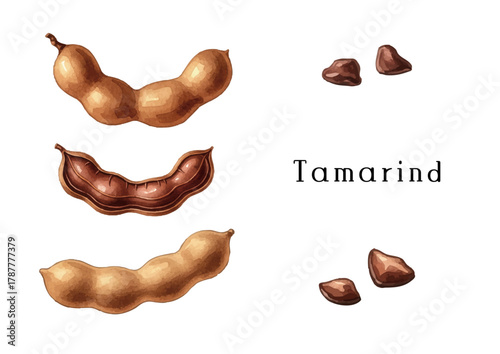 Watercolor-style tamarind illustration