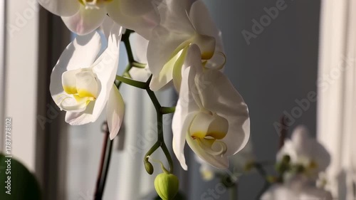 Close-up of elegant white orchids with yellow centers, bathed in sunlight