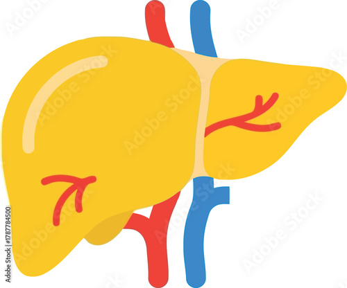 Stylized human liver anatomy vector