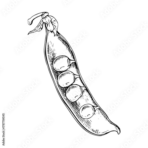 A detailed hand drawn illustration of one half of an open pod of green pea containing several round peas inside. The botanical style vector illustration. Painted by black inks. Sketch with fine lines